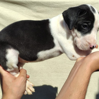 Filhote de Dogue Fêmea Preto Mantado