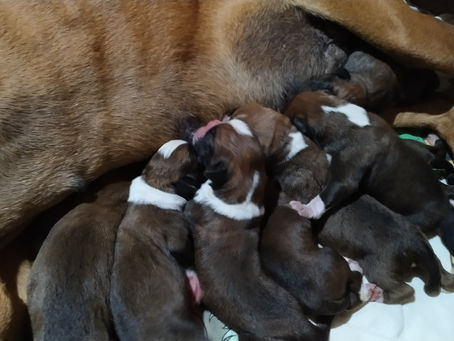 Filhotes de Boxer Disponíveis