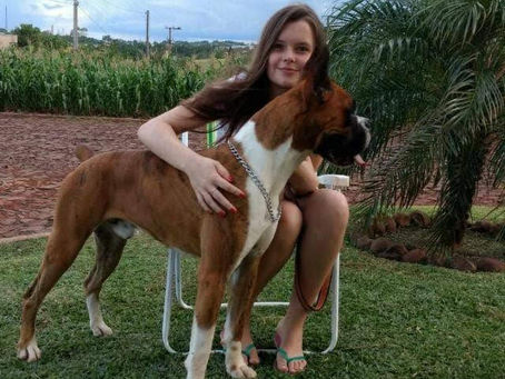 Filhotes de Boxer Disponíveis