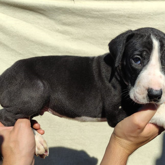 Filhote de Dogue Alemão Macho Preto