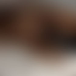 Filhotes de Boxer Disponíveis