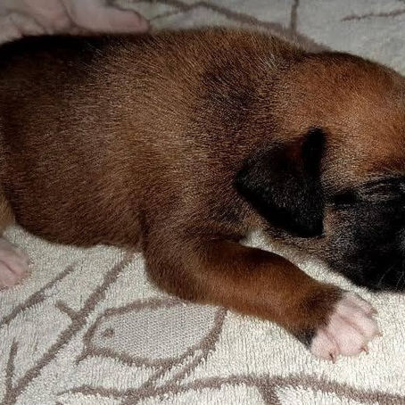 Filhotes de Boxer Disponíveis