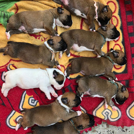 Filhotes de Boxer Disponíveis