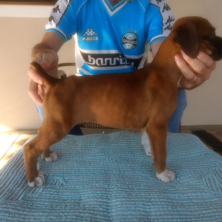 Filhotes Dourados disponíveis