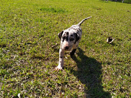 Dogue Alemão Disponível