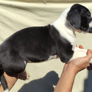 Filhote de Dogue Alemão Macho Preto Mantado