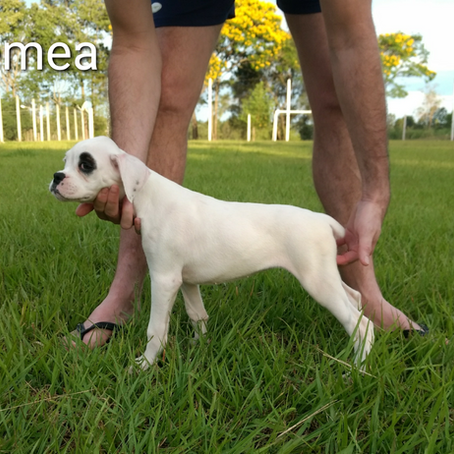 Filhotes de Boxer Disponíveis