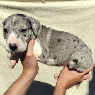 Filhote de Dogue Alemão Fêmea Preto Merle Mantado