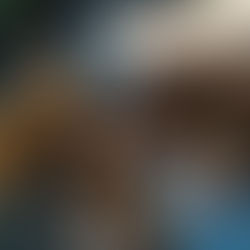 Filhotes de Boxer Disponíveis