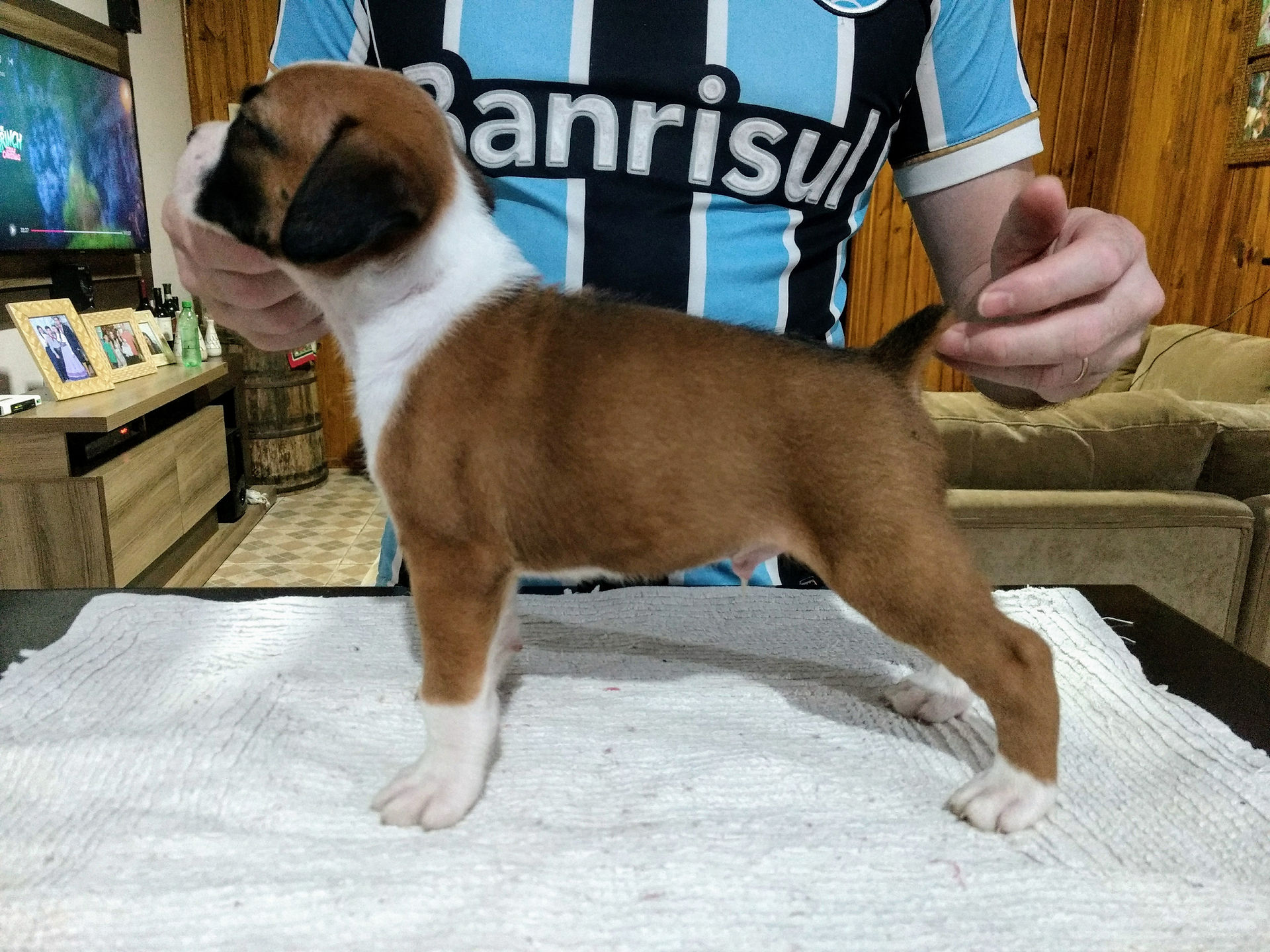 Filhote de Boxer Macho