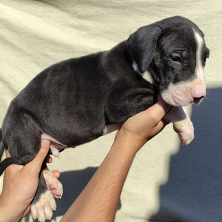 Filhote de Dogue Alemão Macho Preto Mantado