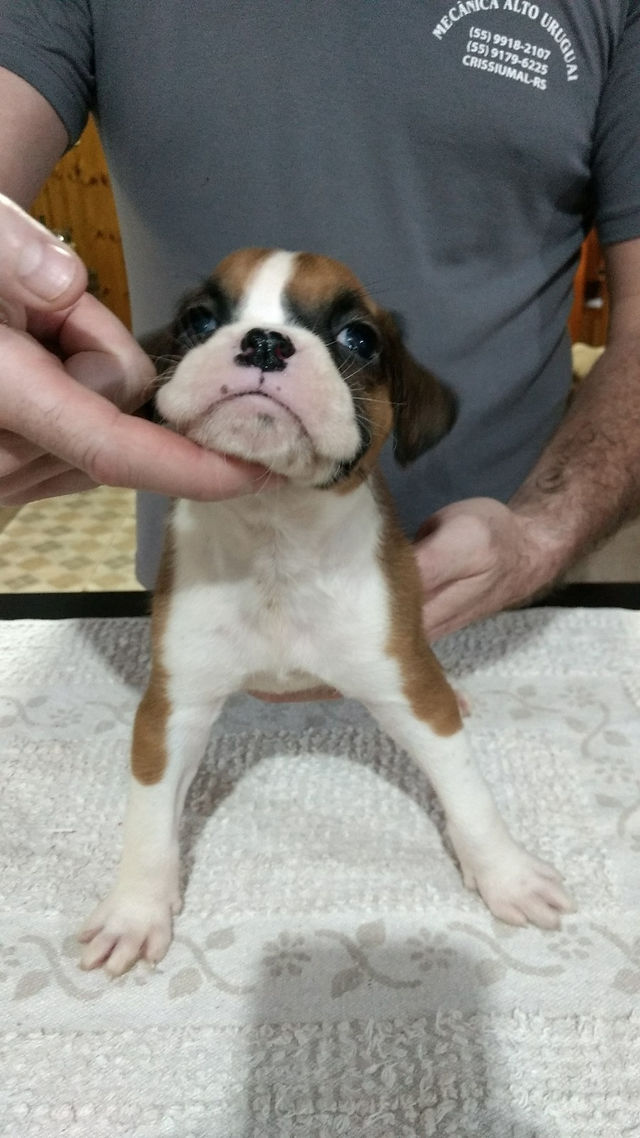 Filhote de Boxer