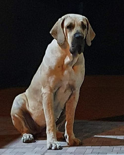Matriz Fila Brasileiro