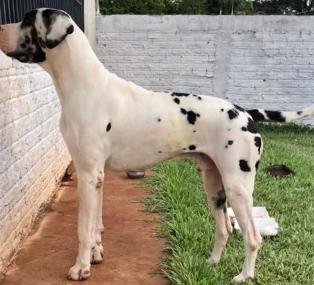 Filhotes de Dogue Alemão