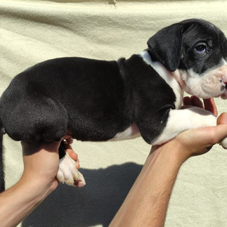 Filhote de Dogue Alemão Macho Preto Mantado