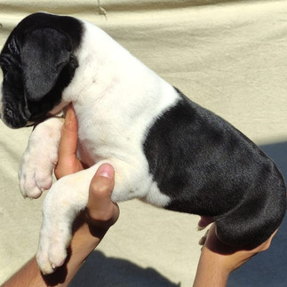 Filhote de Dogue Alemão Macho Preto Mantado