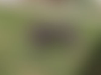 Filhote de Dogue Alemão Merle Brincando