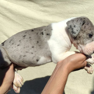 Filhote de Dogue Alemão Fêmea Preto Merle Mantado
