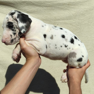Filhote de Dogue Alemão Fêmea Arlequim