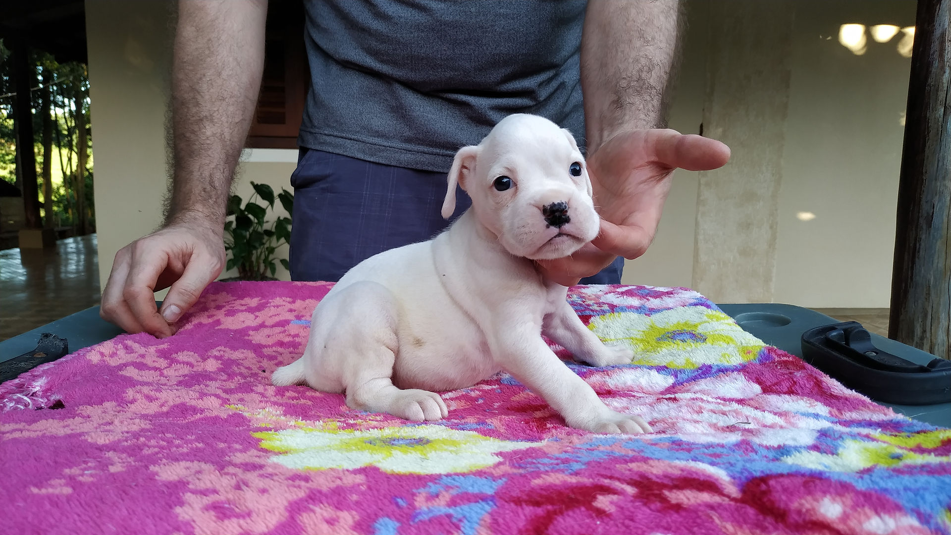 Boxer Fêmea Branca