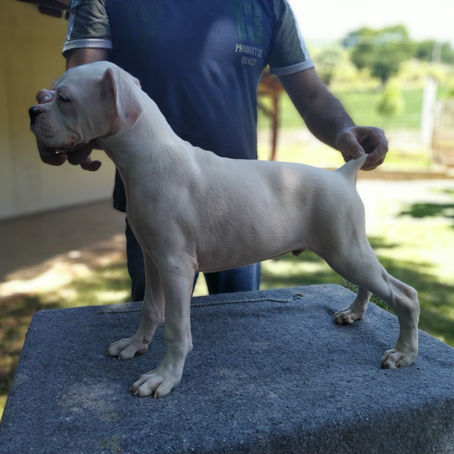 Filhotes de Boxer Brancos (Albinos) Disponíveis