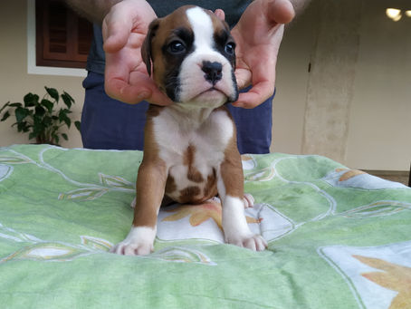 Filhotes de Boxer Disponíveis