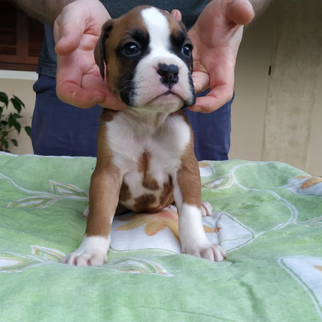 Filhotes de Boxer Disponíveis