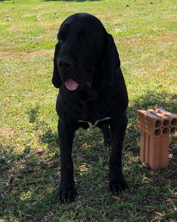 Fila Brasileiro, Canil Rio Grande von Voigt & Filhos