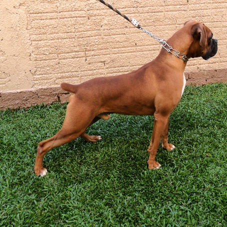 Boxer | Brazuka's Zeus do Rio Grande