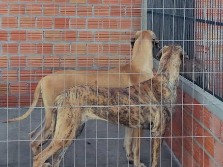Filhotes de Dogue Alemão Dourados e Tigrados à Venda em Crissiumal/RS 