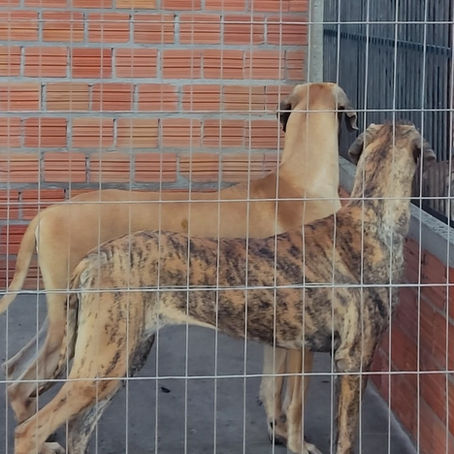 Filhotes de Dogue Alemão Dourados e Tigrados à Venda em Crissiumal/RS 