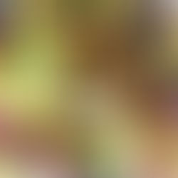 Ensalada de quinoa negra