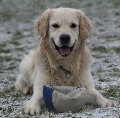 Meget glad hund.jpeg
