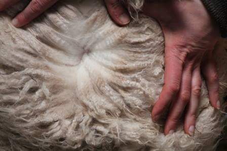 BENEFITS OF ALPACA FLEECE