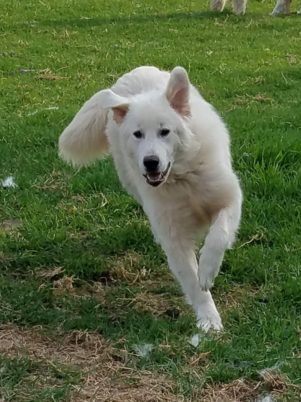 MEET our MENAGERIE Inukshuk Alpacas