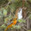 Thumbnail: NESTING STAR KIT