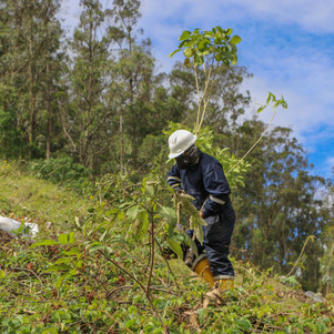 Proyecto cambio de cobertura vegetal por especies nativas en la loma San Vicente de Otavalo