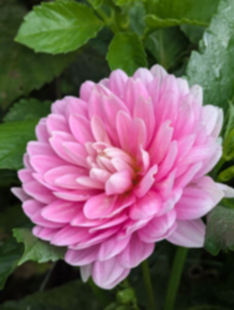 Hollyhill Pink Parfait 