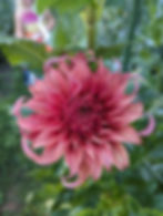 Thumbnail: Bloomquist Jean