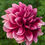 Thumbnail: Bloomquist York
