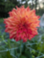 Thumbnail: Bloomquist Georgia C.