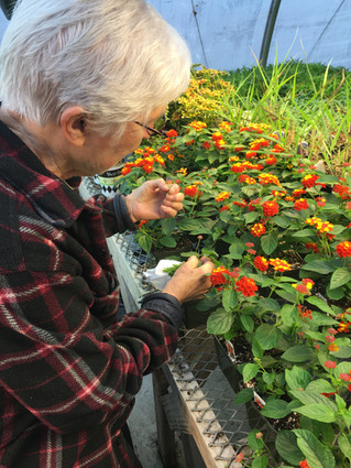 The Art of Deadheading