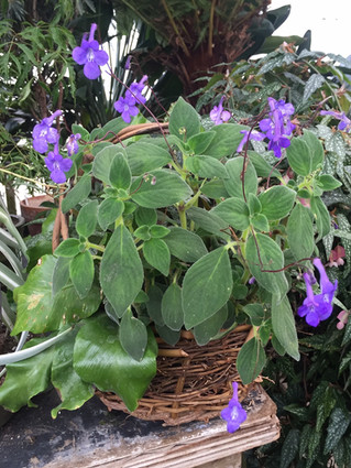 Why should I have houseplants?