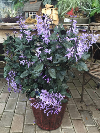 How to Re-pot House Plants