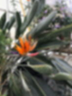 Birds of Paradise