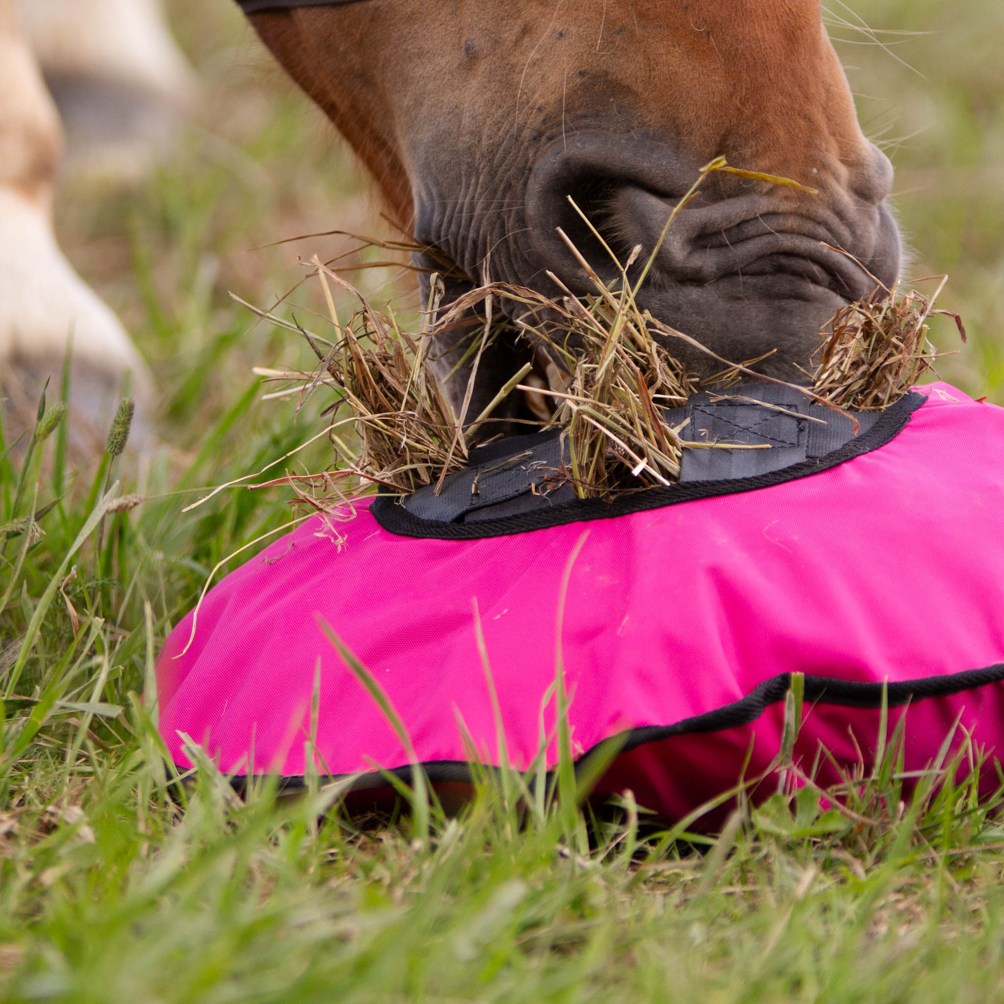 Mini Heica Fluffy Hay Feeder fuschia horse eating