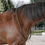 Thumbnail: QHP Bridleless Neck Rope for Horses