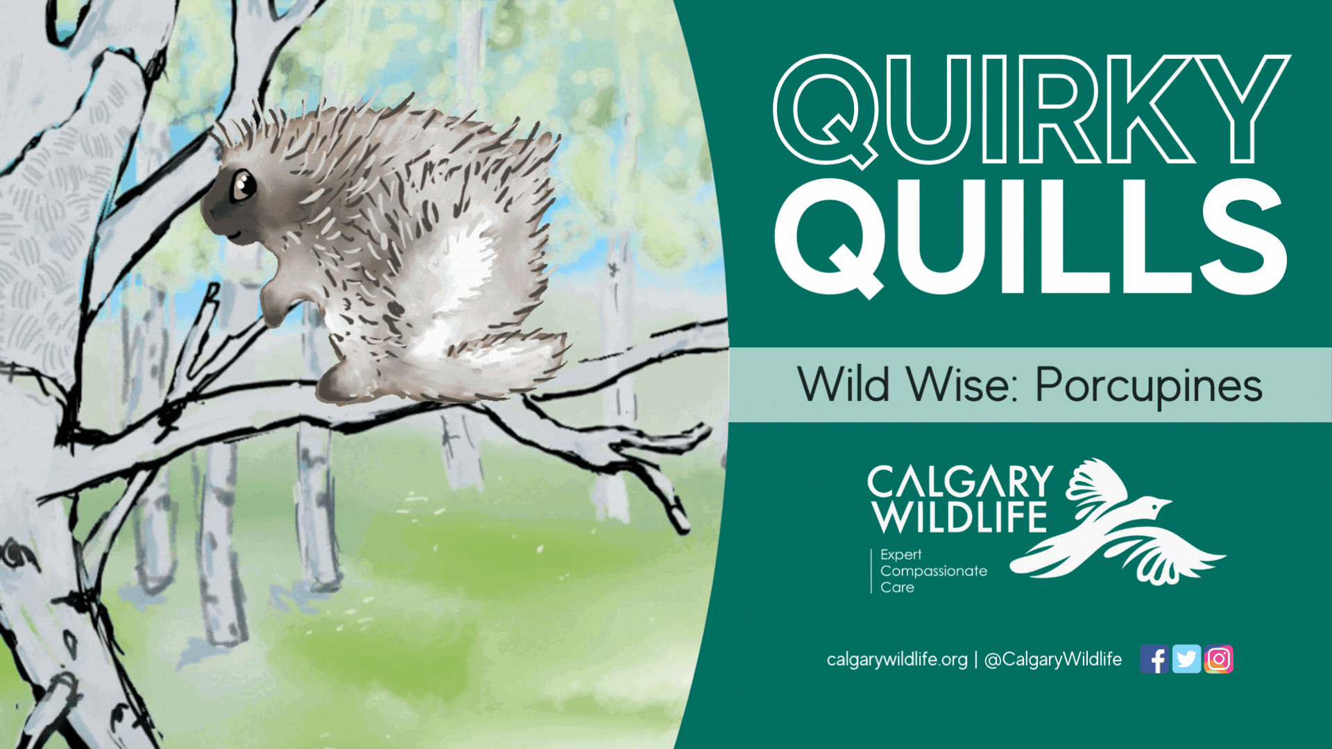 Wild Wise - Quirky Quills - Porcupines.gif