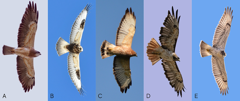 A side-by-side comparison of Alberta’s Buteo hawks in flight, showing key underwing and tail patterns for identification. From left to right: A) Swainson’s Hawk, B) Rough-legged Hawk, C) Broad-winged Hawk, D) Red-tailed Hawk, E) Ferruginous Hawk.