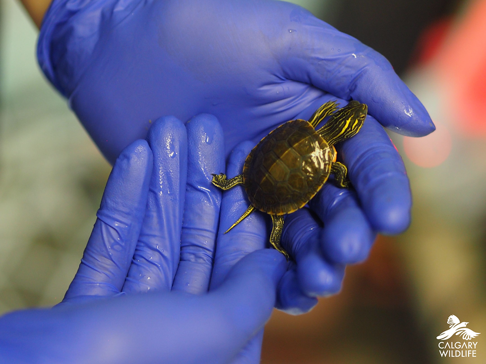 A tiny hatchling turtle is cradled in two blue nitrile-gloved hands, its small dark shell and striped head stretched forward.